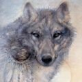 susan boulet wolf